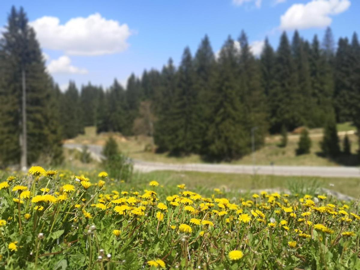 The Evergreen Nest - Silver Mountain Poiana Brasov Exteriör bild